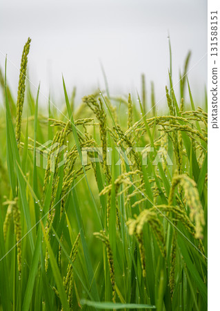 Rice ear wet in morning dew Rice ear wet in morning dew 131588151