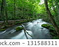 Oirase Gorge flowing through a forest of fresh greenery 131588311