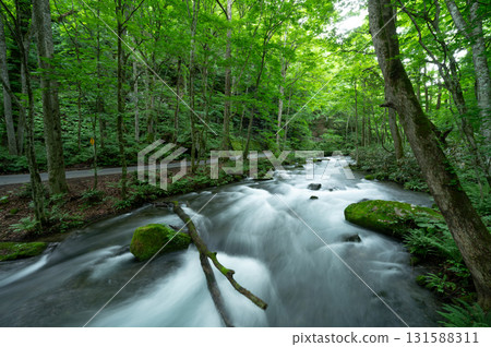 Oirase Gorge flowing through a forest of fresh greenery 131588311