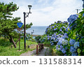 Hydrangeas in full bloom and the national highway stairs 131588314
