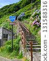 Hydrangeas in full bloom and the national highway stairs 131588316