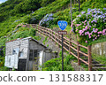 Hydrangeas in full bloom and the national highway stairs 131588317