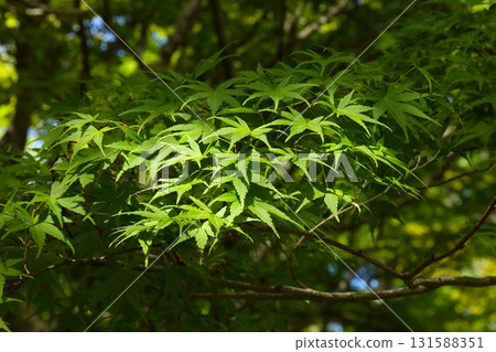 [青森郡青森市] 野木公園的楓葉 131588351