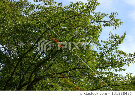 [Aomori City, Aomori Prefecture] The beginning of autumn leaves at Nogiwa Park 131588455