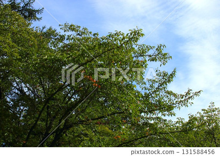 [Aomori City, Aomori Prefecture] The beginning of autumn leaves at Nogiwa Park 131588456