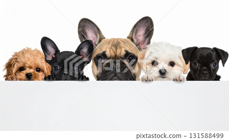 French Bulldog, Maltese, Pug and Toy Poodle puppies show curiosity with their ears and eyes French Bulldog, Maltese, Pug and Toy Poodle puppies show curiosity with their ears and eyes 131588499