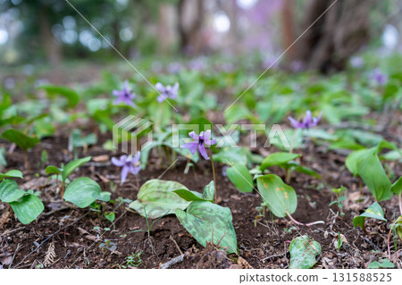 春天，山間盛開的卡塔庫栗花 131588525