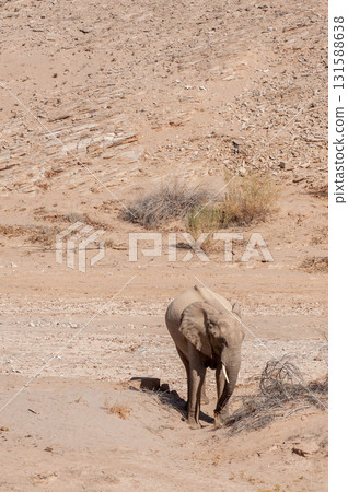 Desert Elephant in Namibia Desert Elephant in Namibia 131588638