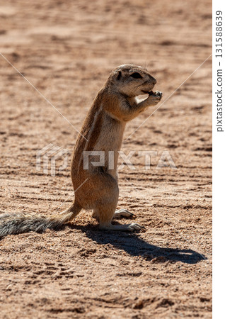 Cape Ground Squirrel in Solitaire Cape Ground Squirrel in Solitaire 131588639