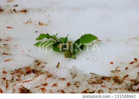 積雪的山毛櫸林 積雪的山毛櫸林 131588642