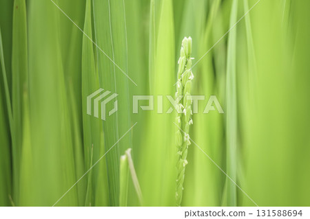 Rice flowers, paddy fields, summer rice cultivation 131588694