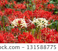 red and white spider lily 131588775