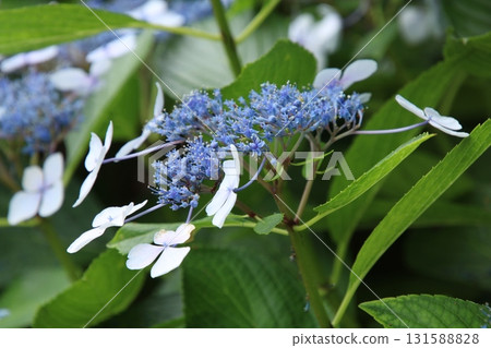 雨季花繡球花⑨ 131588828