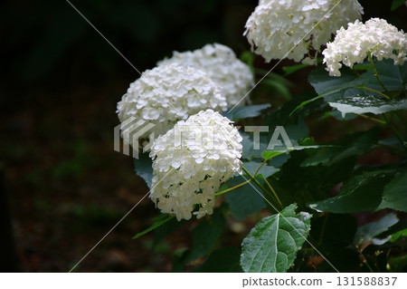 雨季花繡球花⑮ 雨季花繡球花⑮ 131588837