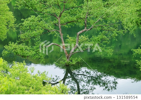 白川湖淹沒了森林 131589554