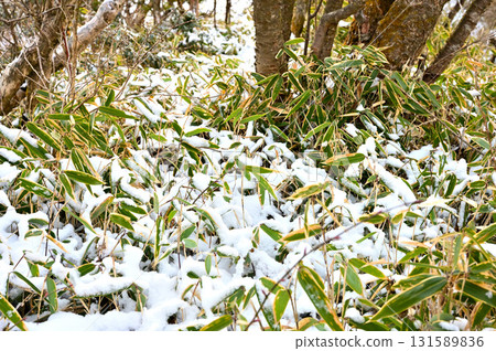 Echizen-dake in the Ashitaka mountain range: A bamboo forest covered with fresh snow 131589836