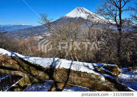 Mount Echizen in the Ashitaka Mountains: Mount Fuji towers over fallen trees covered in snow Mount Echizen in the Ashitaka Mountains: Mount Fuji towers over fallen trees covered in snow 131589866