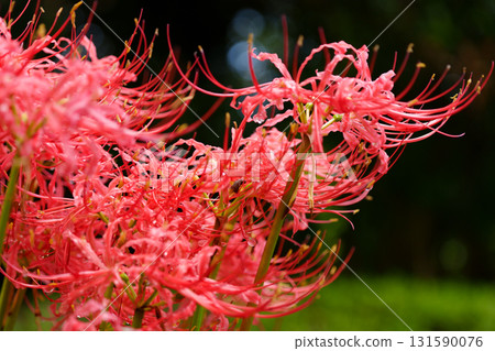 Cluster amaryllis after the rain 131590076