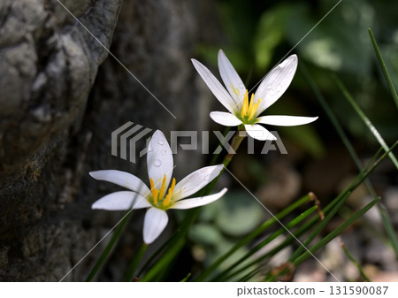 Thamas Dale Thamas Dale 131590087