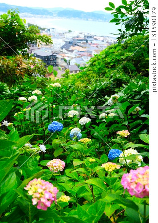從鎌倉的Hase寺的繡球花 131590179