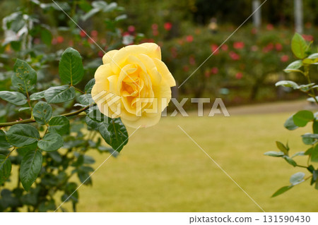 Bright yellow autumn rose 131590430