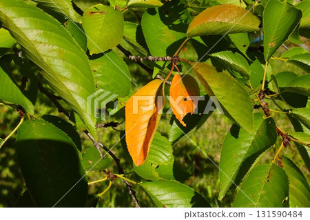 [Aomori City, Aomori Prefecture] Autumn leaves of cherry trees at Nogiwa Park 131590484
