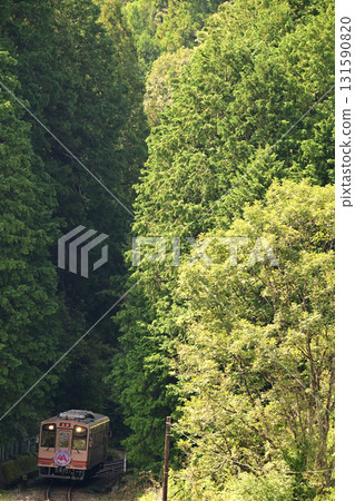 A diesel railcar of the Meichi Railway passing through a tunnel in the deep forest 131590820