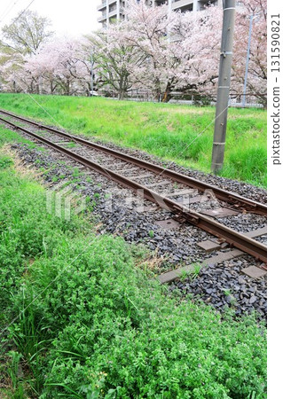 Cherry blossoms blooming after the rain along the Nagareyama Line 131590821
