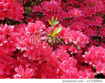 紅色杜鵑花間的綠葉-2 紅色杜鵑花間的綠葉-2 131590862