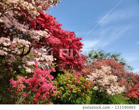 Pink and red azalea in full bloom-2 Pink and red azalea in full bloom-2 131590865