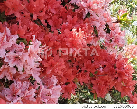 Pink and red azaleas in full bloom Pink and red azaleas in full bloom 131590866
