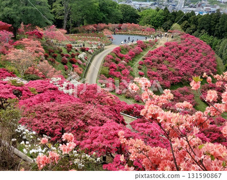 從觀景台眺望盛開的杜鵑花公園 從觀景台眺望盛開的杜鵑花公園 131590867