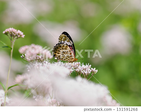 A black leopard crest sucking nectar from a wisteria hakama A black leopard crest sucking nectar from a wisteria hakama 131591268