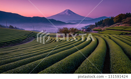 Scenery of tea fields and Mt. Fuji shrouded in morning mist 131591424