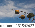 Autumn persimmon 131592027