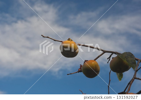 Autumn persimmon 131592027
