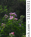 Pink Rose of Sharon 131592031