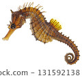 Common Seahorse, Hippocampus kuda isolated on white background png transparent clipart. 131592138