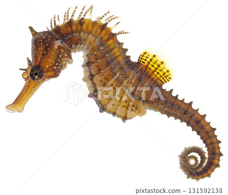 Common Seahorse, Hippocampus kuda isolated on white background png transparent clipart. 131592138