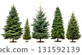 Christmas trees isolated on white background png transparent clipart. 131592139