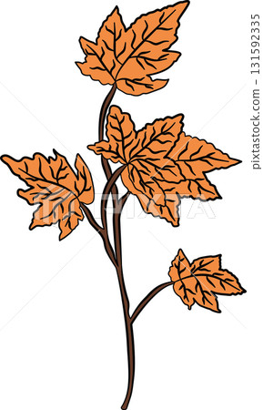 Orange maple leaf branches in autumn  131592335