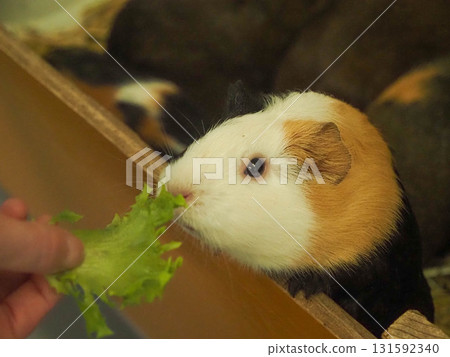 煮熟的豚鼠 煮熟的豚鼠 131592340