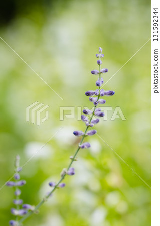 Macro photo of purple flowers blooming in early summer | Soft bokeh and natural healing 131592344
