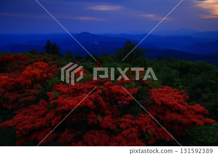 Mountain azaleas bloom on Mt. Murone Mountain azaleas bloom on Mt. Murone 131592389