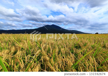 筑波山腳下的水稻 131592674