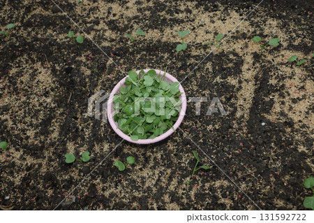 First time thinning out radishes 131592722