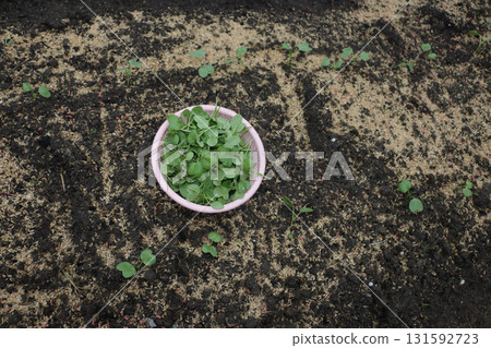 First time thinning out radishes 131592723