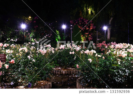 照明玫瑰園 照明玫瑰園 131592936