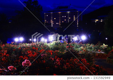 Illuminated rose garden Illuminated rose garden 131592949