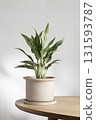 Aglaonema Greyhound indoor plant in ceramic pot on wooden table 131593787